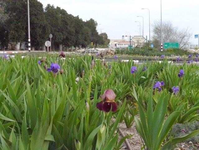 פריחת איריס גרמני המפריד בין נתיבי תנועה