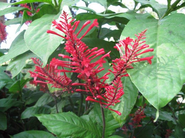 Pachystachys_coccinea