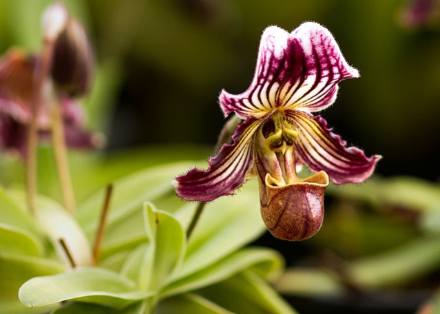 ×× ×¤×××× Paphiopedilum