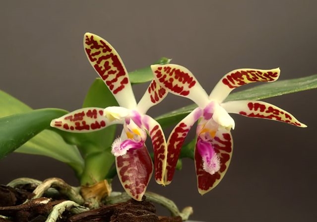 ××-×¤×¨×¤×¨ Phalaenopsis