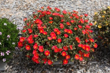 Portulaca Mega Pazzaz Red