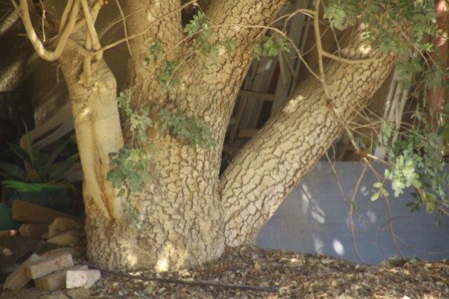 שוטיה קצרת -כותרת גזע ש×××× ×§×¦×¨×ª -××תרת ×××¢