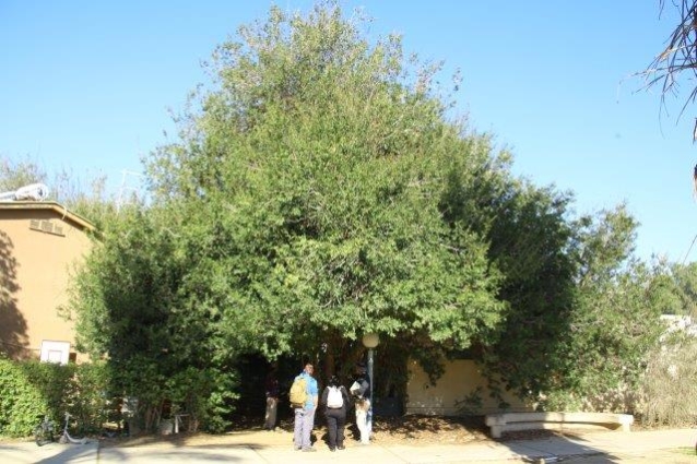 שוטיה קצרת - כותרת מראה כללי ש×××× ×§×¦×¨×ª - ××תרת ×ר×× ××××