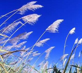 Sugarcane
