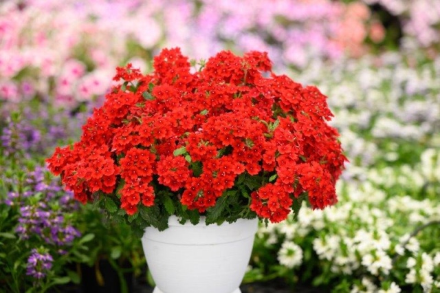 Vanessa Compact Hot Red