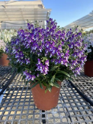 Alonia Big Bicolor Purple™