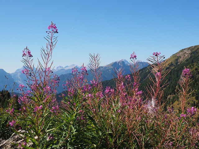 epilobium- angustifolium epilobium- angustifolium