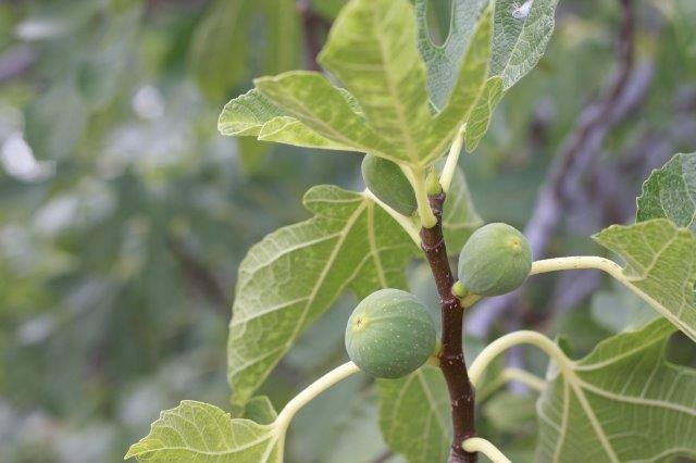 עלים גדולים לצד פרי בוסר ירוק