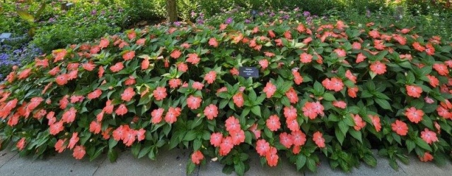 impatiens-sol-luna-prime-peach