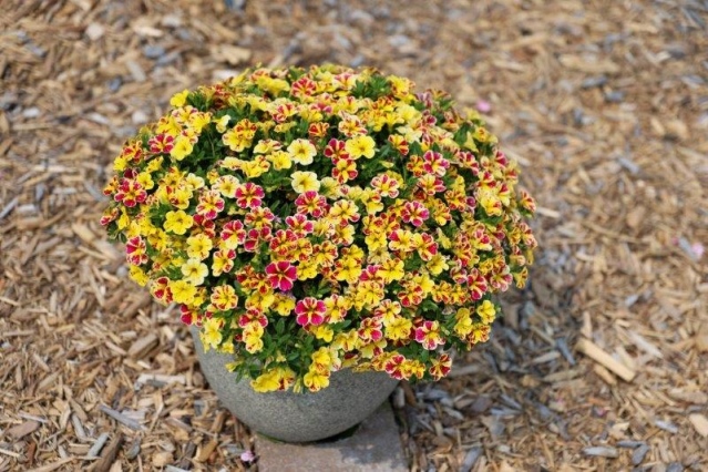 lia abstract lemon cherry