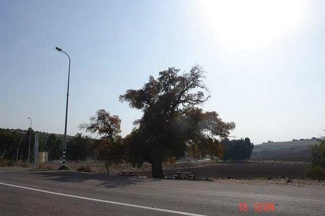 התנוונות בנוף