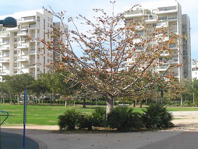 ×©×××ª ××§×¨××ª ××× ×