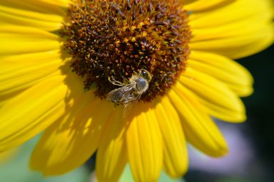 האבקה Pollination