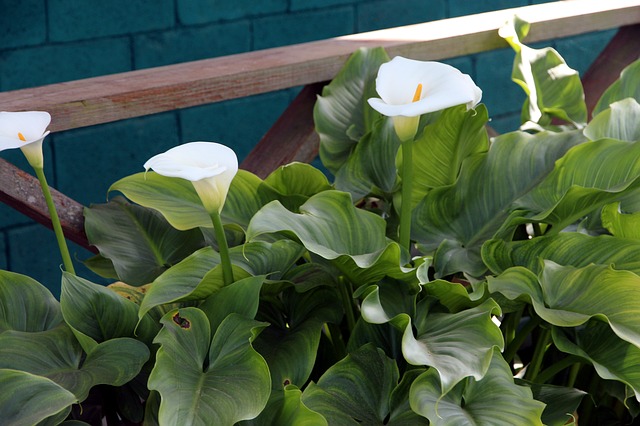 Zantedeschia