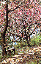 פריחתו של עץ הדובדבן היפני