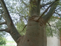 ברכיכיטון הסלעים