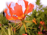 Gloriosa superba Rothschildiana