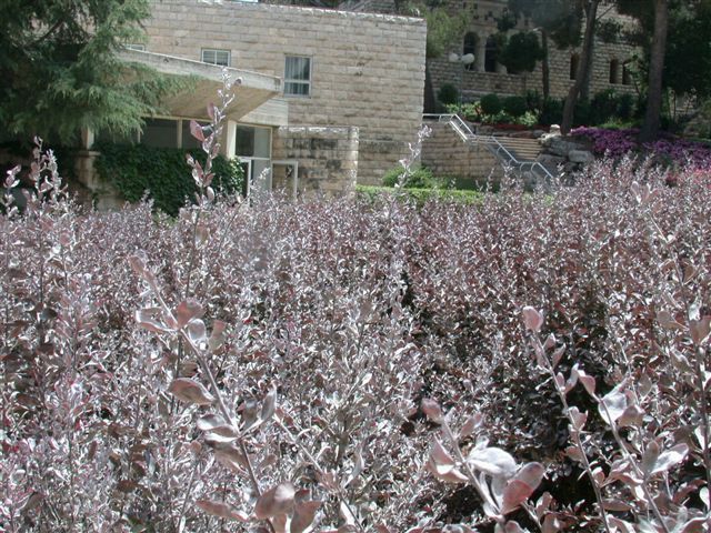 קימחון