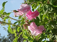 ורד דמשקאי