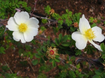 ורד המשי 'סריצאה'