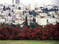 משוכת ורד 'קוקטייל' מפרידה בין גן הוורדים בירושלים לבין העיר (התמונה באדיבות גן הוורדים)