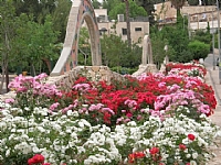 פריחת ורדים בשטח עירוני