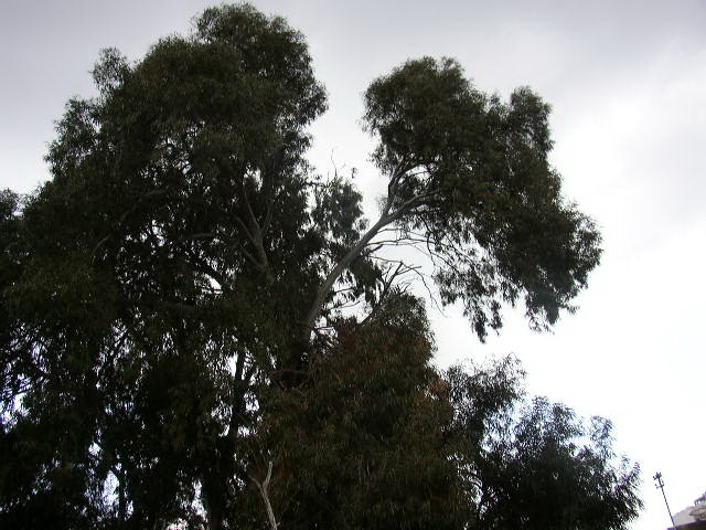 עץ אקליפטוס ענף כבד