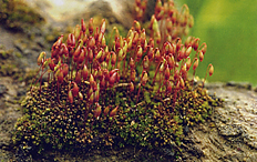 טחבי עלים - קבוצה של צמחים מהסוג bryum caespiticium