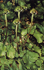 טחבי כבד מהסוג Reboulia hemsiphaerica