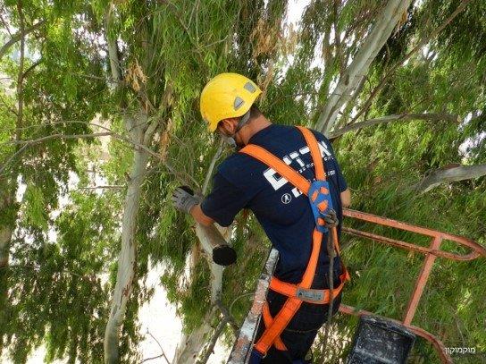טיפול ברקבון בעצי אקליפטוס בעיריית אשקלון