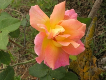 ורד טליסמן