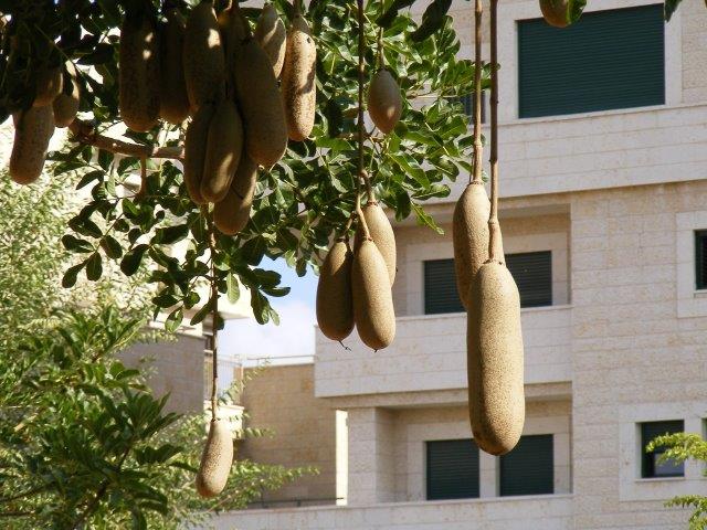 קדמו את הגינון בישוב שלכם