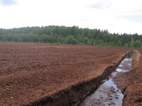 שדה כבול. לתנאי מזג האוויר חשיבות בכמות הכבול הנשאבת בכל קיץ