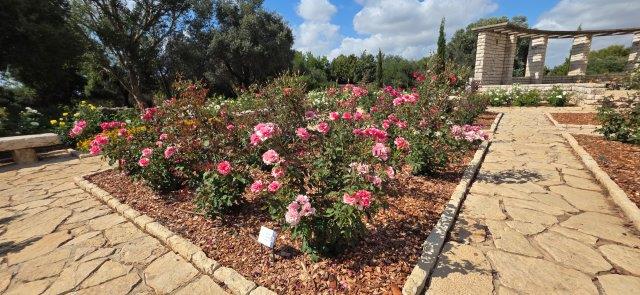 מדרג של גווני ורוד מלווה את העין