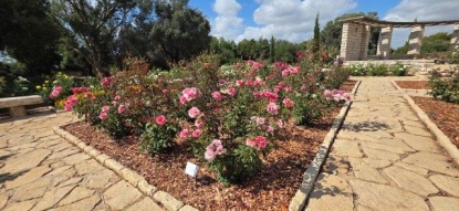 מדרג של גווני ורוד מלווה את העין