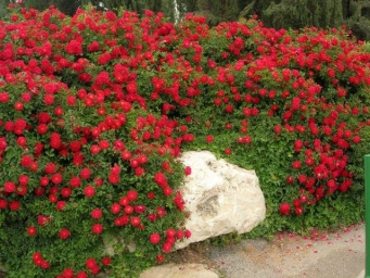 נהר האש 'מיינאופוייר'