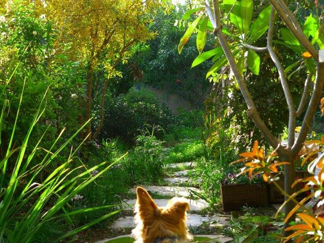 כלב צופה בגינה
