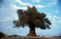 עץ זית אירופי