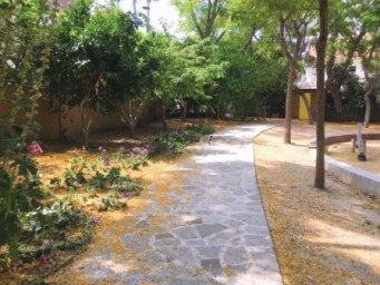 שטיח פריחת מכנפים בחורשה