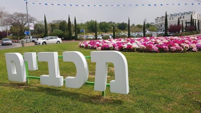 עיגול עונתיים צפוף ופורח בכיכר הראשית במכבים